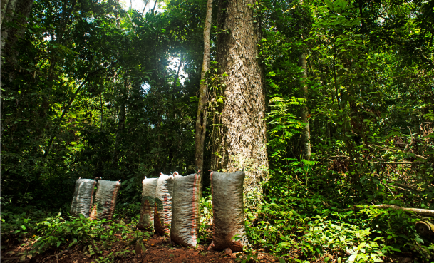 El Grupo Prosegur refuerza su programa de compensación de emisiones al apoyar un proyecto de la ONU para conservar más de 724.000 hectáreas de la Amazonia peruana